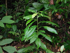 Couratari scottmorii