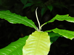 Couratari scottmorii