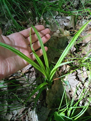 Carex arctata