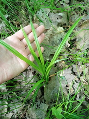 Carex arctata