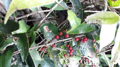 Memecylon randerianum