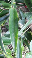 Memecylon randerianum