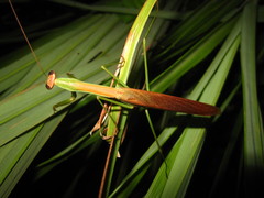 Tenodera aridifolia