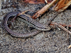 Bold-Striped Cool-Skink photo 2