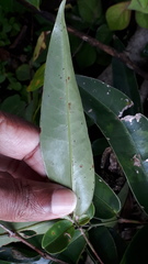 Memecylon randerianum