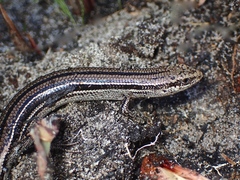 Bold-Striped Cool-Skink photo 4
