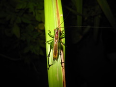 Conocephalus gigantius
