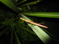 Tenodera aridifolia