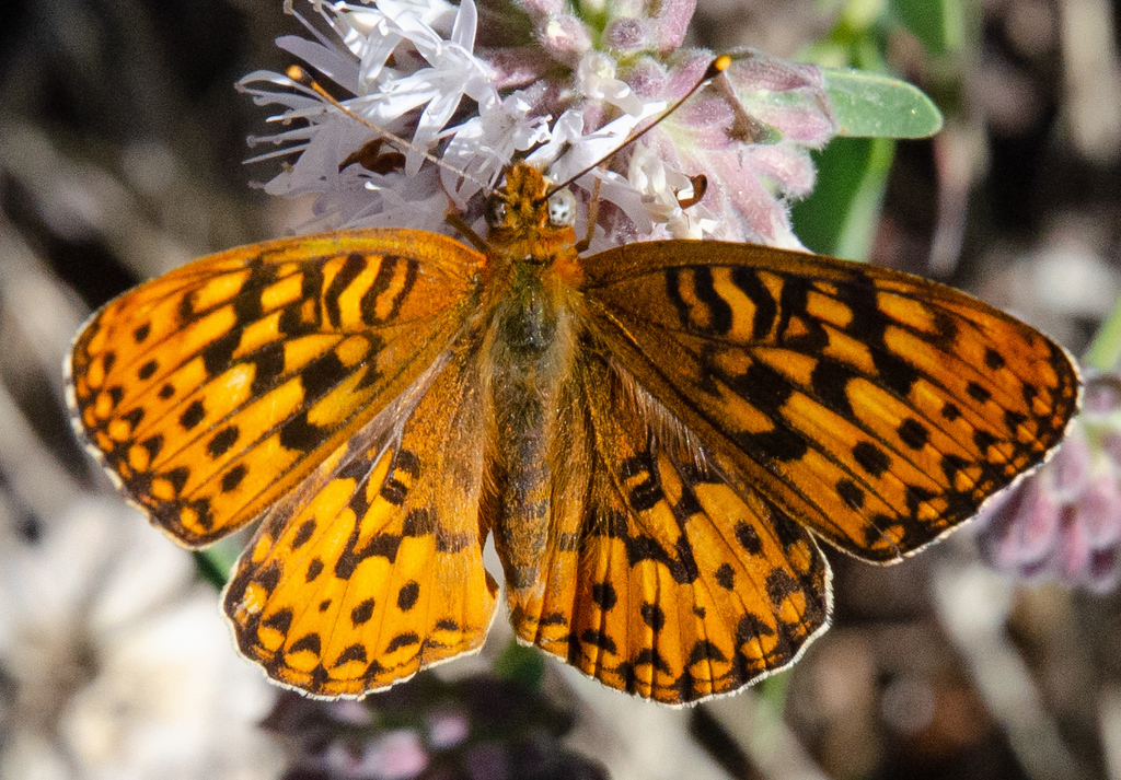 Great Basin Fritillary (Zion National Park Butterfly Guide 🦋) · iNaturalist