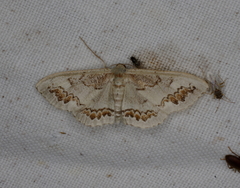 Dithalama cosmospila