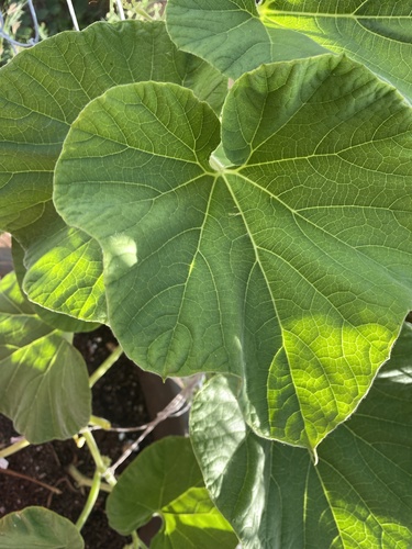 Lagenaria siceraria observed 2020-07-15