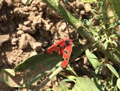 Zygaena laeta