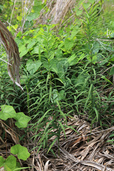 Polygonatum stenophyllum