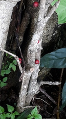 Memecylon randerianum