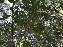 Elaeodendron australe