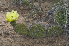 Opuntia polyacantha juniperina