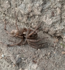 Araneae