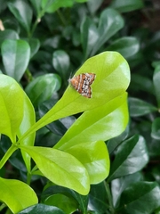 Choreutis orthogona