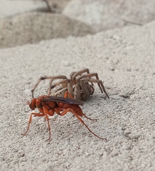 Tachypompilus unicolor