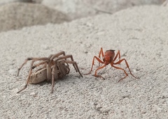 Araneae