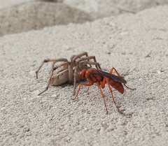 Tachypompilus unicolor