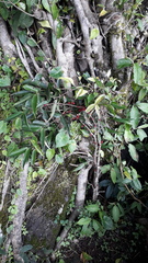 Memecylon randerianum