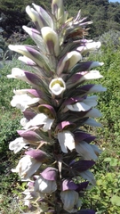 Acanthus spinosus