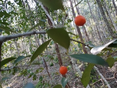 Elaeodendron australe