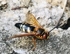 Sphecius speciosus
