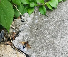 Sphecius speciosus