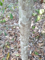 Elaeodendron australe