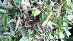 Memecylon randerianum