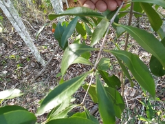 Elaeodendron australe