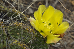 Opuntia polyacantha juniperina