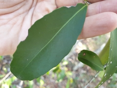 Elaeodendron australe