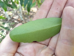Elaeodendron australe