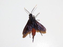 Urocerus cressoni