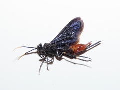 Urocerus cressoni