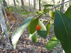 Elaeodendron australe