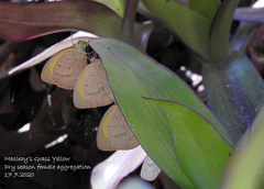 Eurema herla