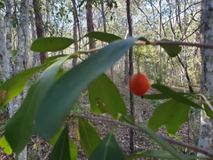Elaeodendron australe