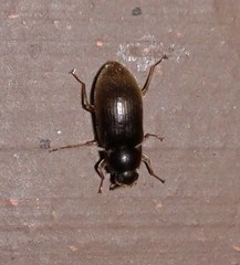 Pelonomus obscurus