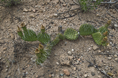 Opuntia polyacantha juniperina
