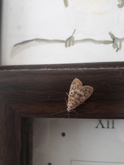 Lepidoptera