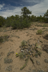 Opuntia polyacantha juniperina