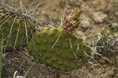 Opuntia polyacantha juniperina