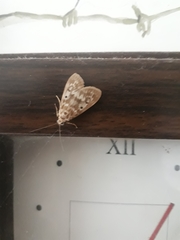 Lepidoptera