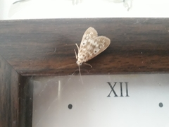 Lepidoptera