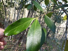 Elaeodendron australe