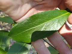 Elaeodendron australe